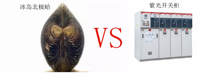論長壽只服冰島北極蛤，選高壓開關柜認準紫光電氣